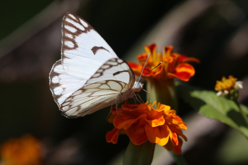 Unprecedented Butterfly Migration Paints  Kenya Skies in January