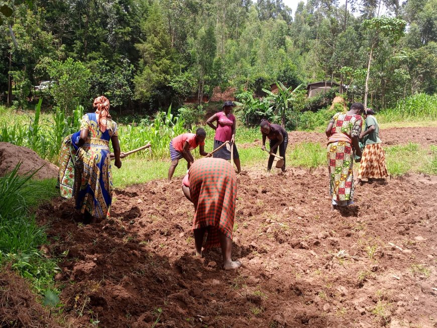 Kakamega Women Opt For Land Leasing to Increase Food Production