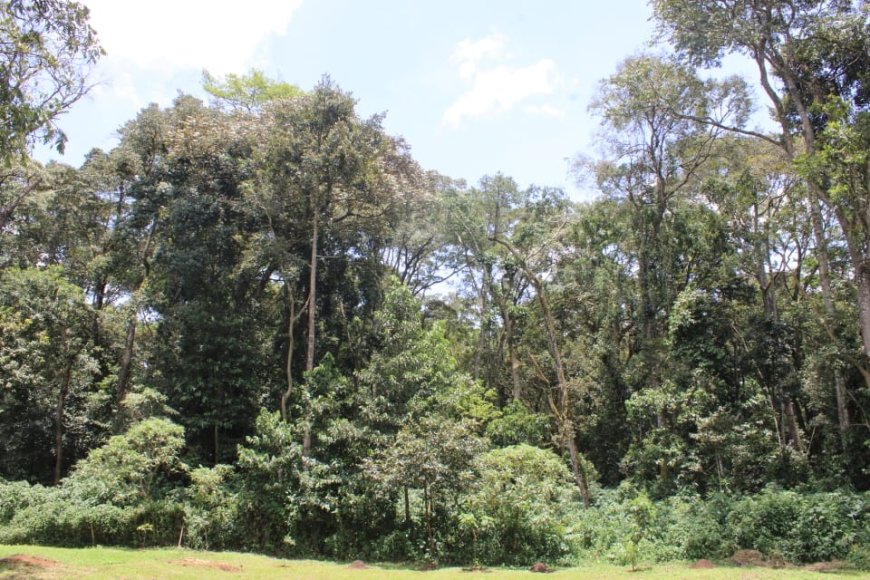 Kakamega Forest Fencing Is Set To Enter Phase 2 Amidst Community Engagement Concerns