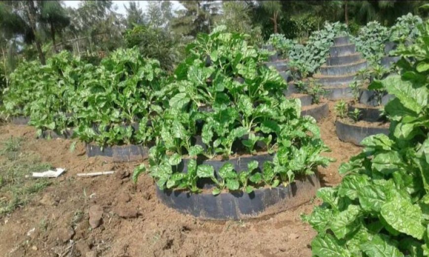 Young Kenyan Farmers Revolutionizing Agriculture through Regenerative Practices
