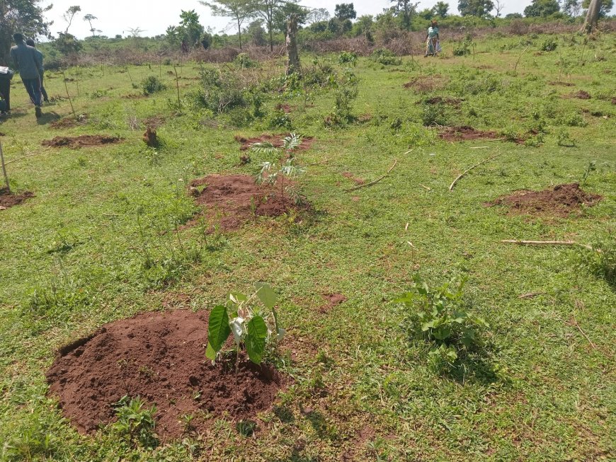 MMUST Leads Collaborative Effort to Restore Kakamega Forest  