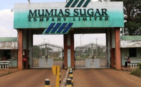 Mumias Sugar Company Enhances the Deal: Offering Prompt Payment of 6,050 per Tonne to Sugarcane  Farmers