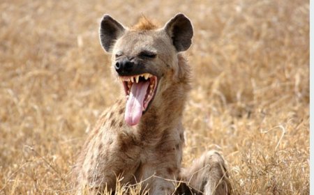 Multimedia University Students Protest Hyena Attacks, Paralyze Magadi Road, Urgently Call for KWS Action