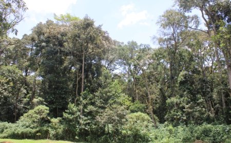 Kakamega Forest Fencing Is Set To Enter Phase 2 Amidst Community Engagement Concerns