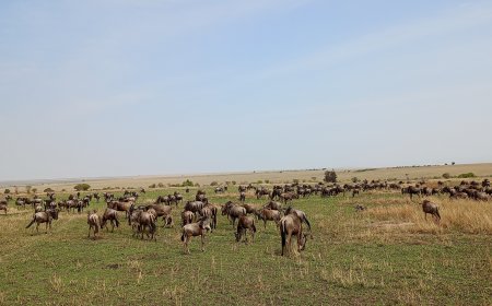 National Wildlife Census 2024 to Benefit Humans and Animals 