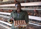 Urban Poultry Farming in Kenya Faces Welfare Challenges
