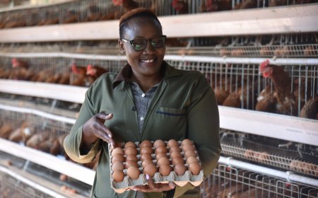 Urban Poultry Farming in Kenya Faces Welfare Challenges