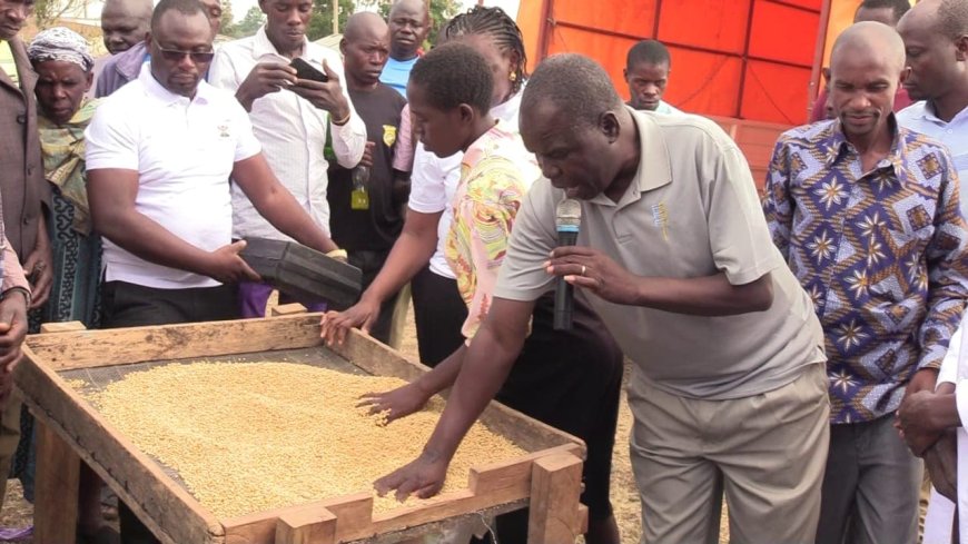 Nyatike Farmers Turn to Soya and Sunflower to Beat Hunger