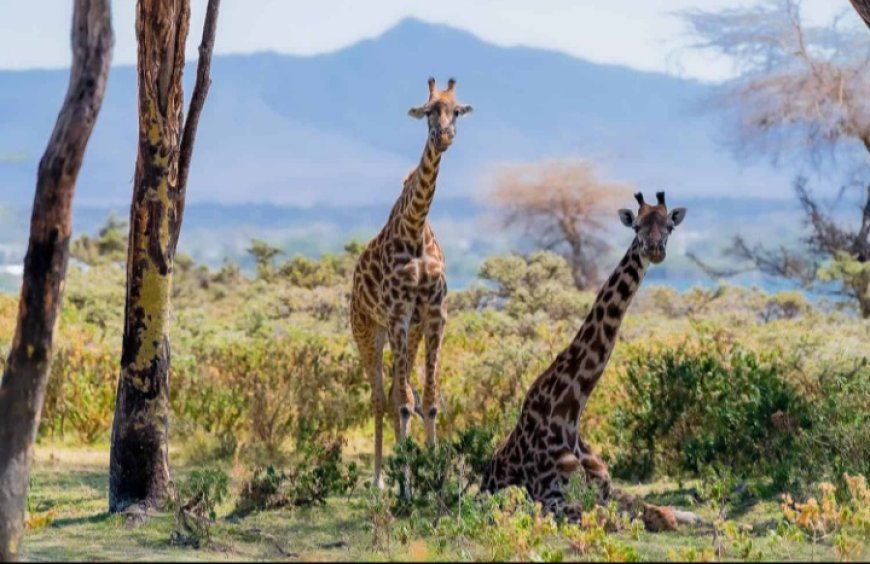 Naivasha Becomes the Stage for the World’s Biggest Wildlife Conversations This September