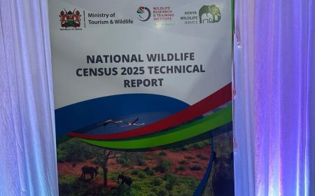 What Kenya’s Latest Wildlife Census Says About Species Recovery and Decline