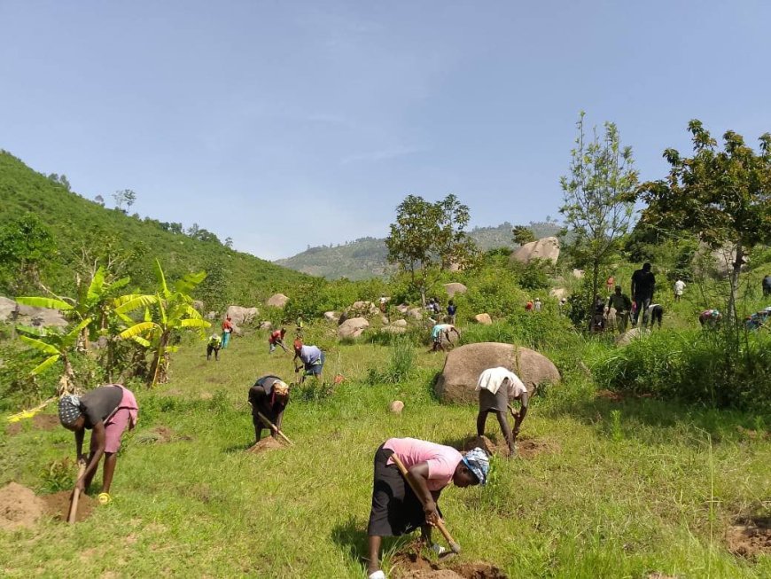 Vihiga’s Maragoli Hill Beekeeping Saves Forest and Boosts Local Livelihoods