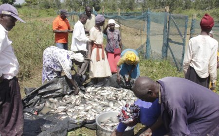 Four-Tonne Fish Harvest Signals Climate-Smart Farming Success in Busia Irrigation Project