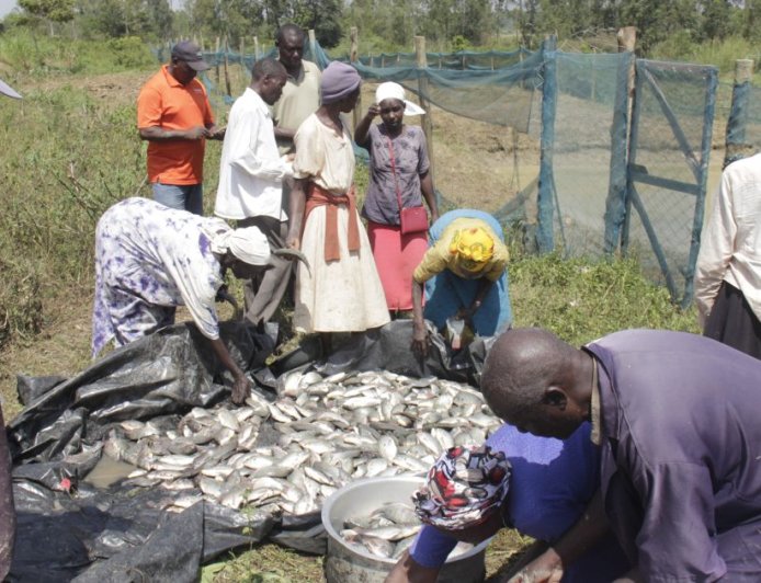 Four-Tonne Fish Harvest Signals Climate-Smart Farming Success in Busia Irrigation Project