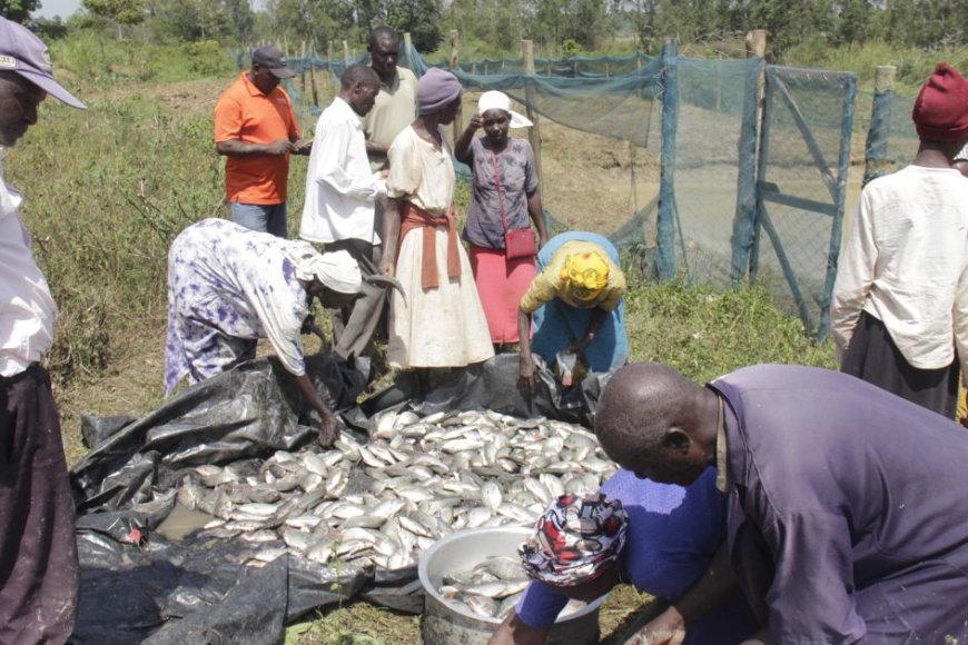 Four-Tonne Fish Harvest Signals Climate-Smart Farming Success in Busia Irrigation Project