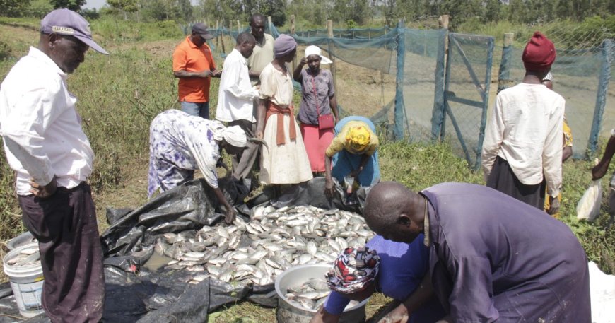 Four-Tonne Fish Harvest Signals Climate-Smart Farming Success in Busia Irrigation Project