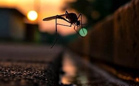 Scientists Use Gene Drive Mosquitoes to Fight Malaria in Africa