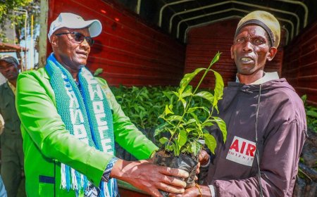 Nyandarua Farmers Shift to Climate-Resilient Crops as Weather Patterns Change